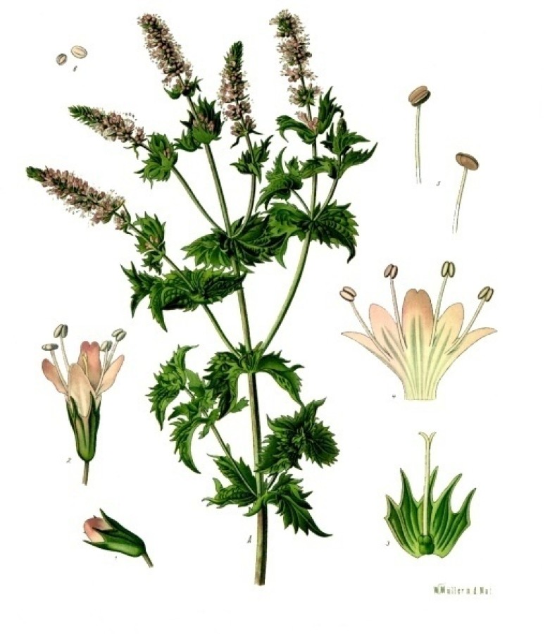 Menta bandeja