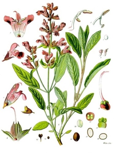 Salvia manojo