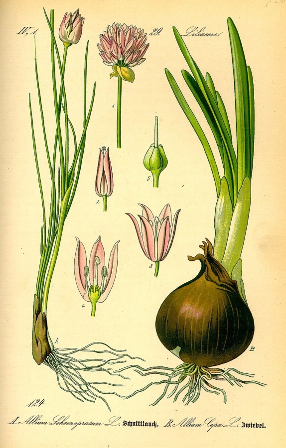 Cebollino manojo