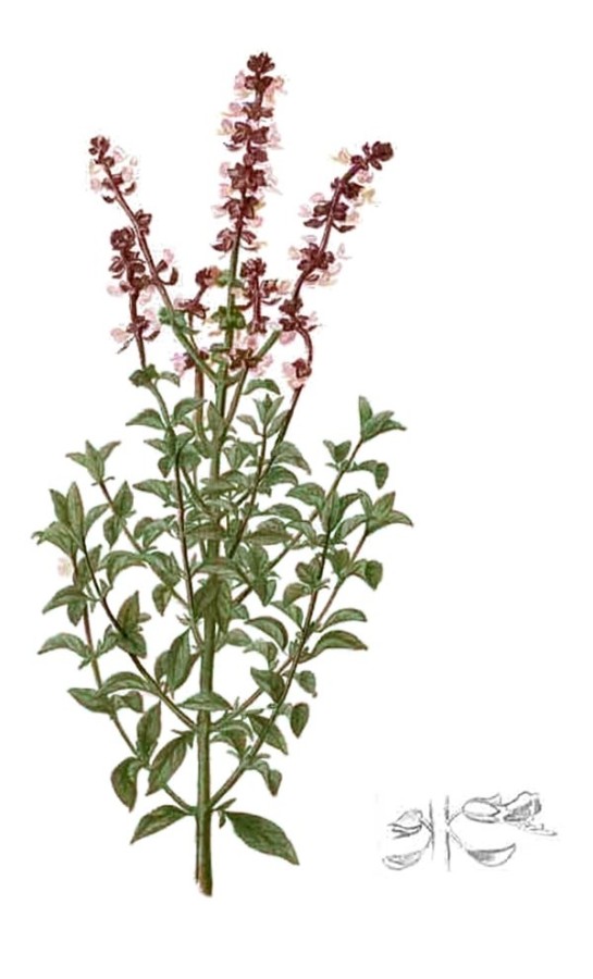 Albahaca manojo